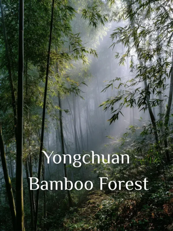 Yongchuan Bamboo Forest 2